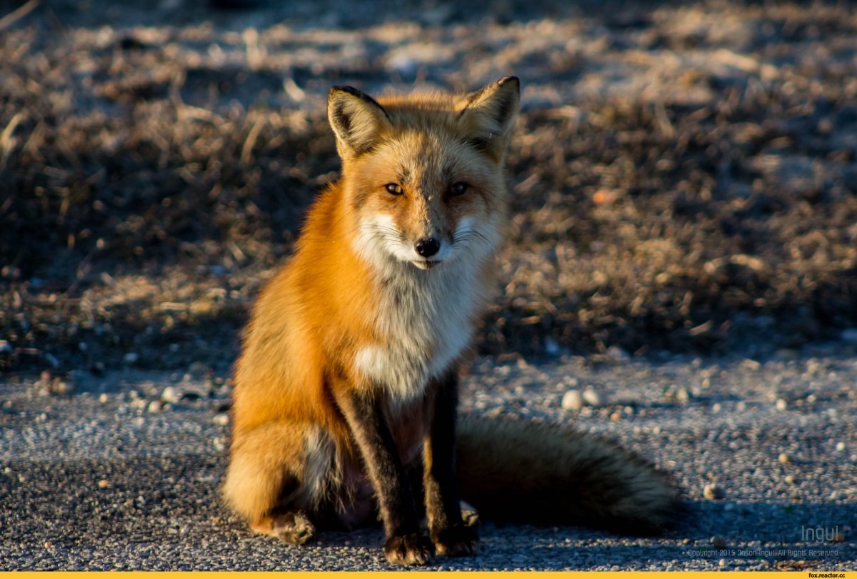 Какающий Лис