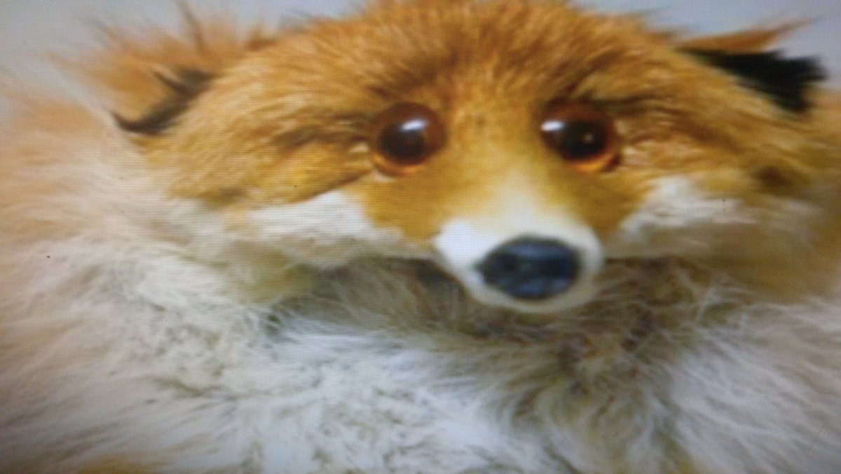 Тибетская лисица с лисятами