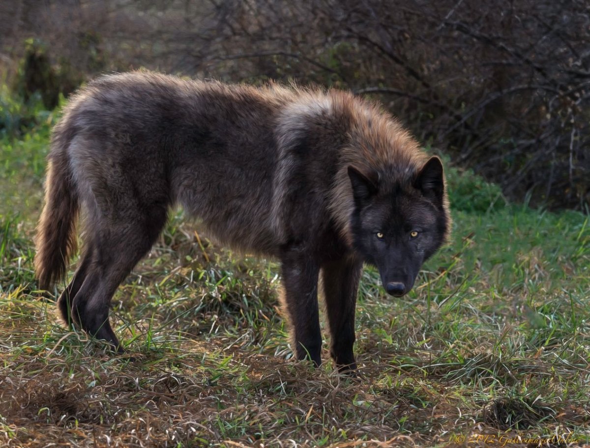 Карпатский волк черный