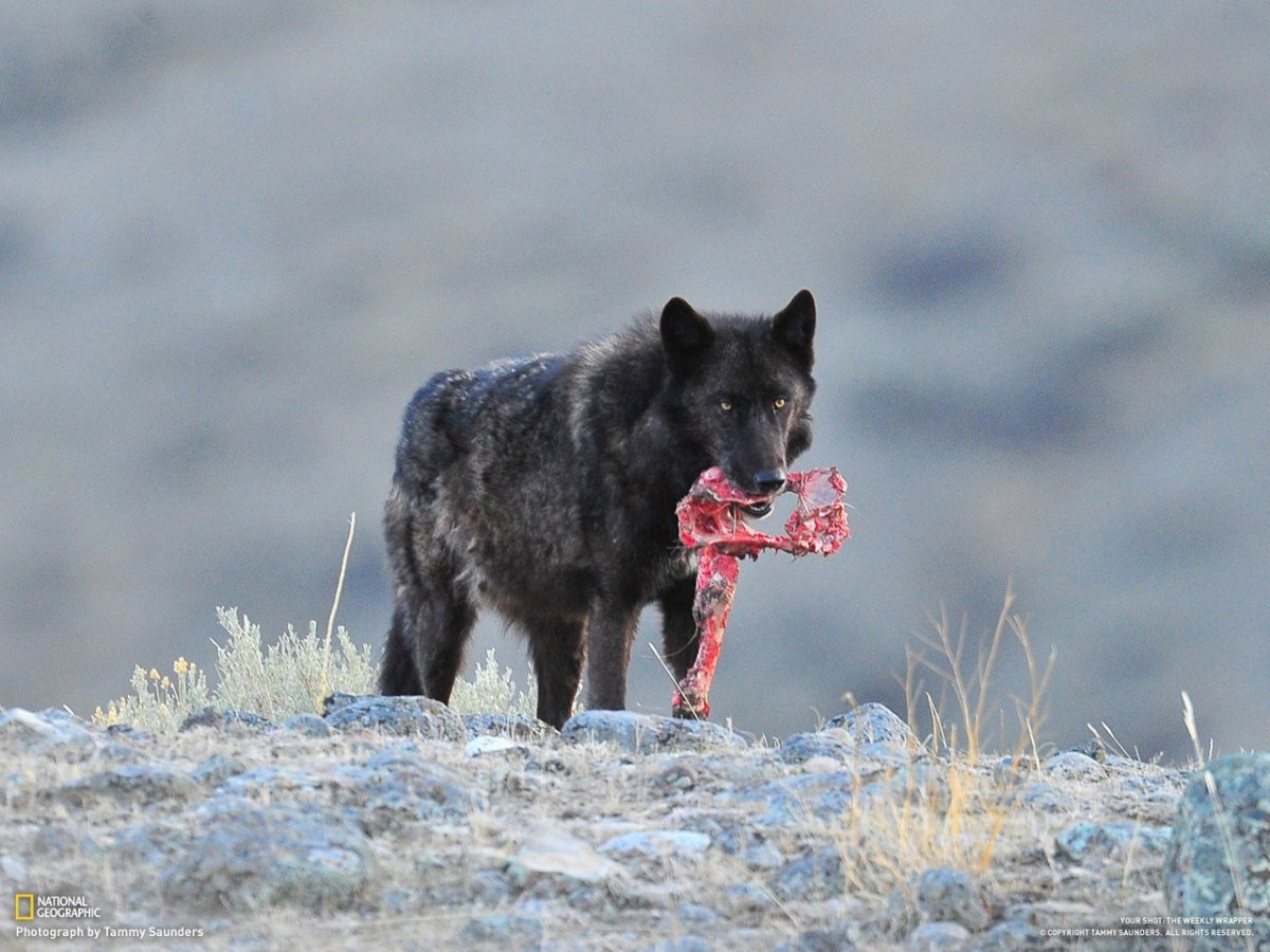 Биг Блэк Вульф