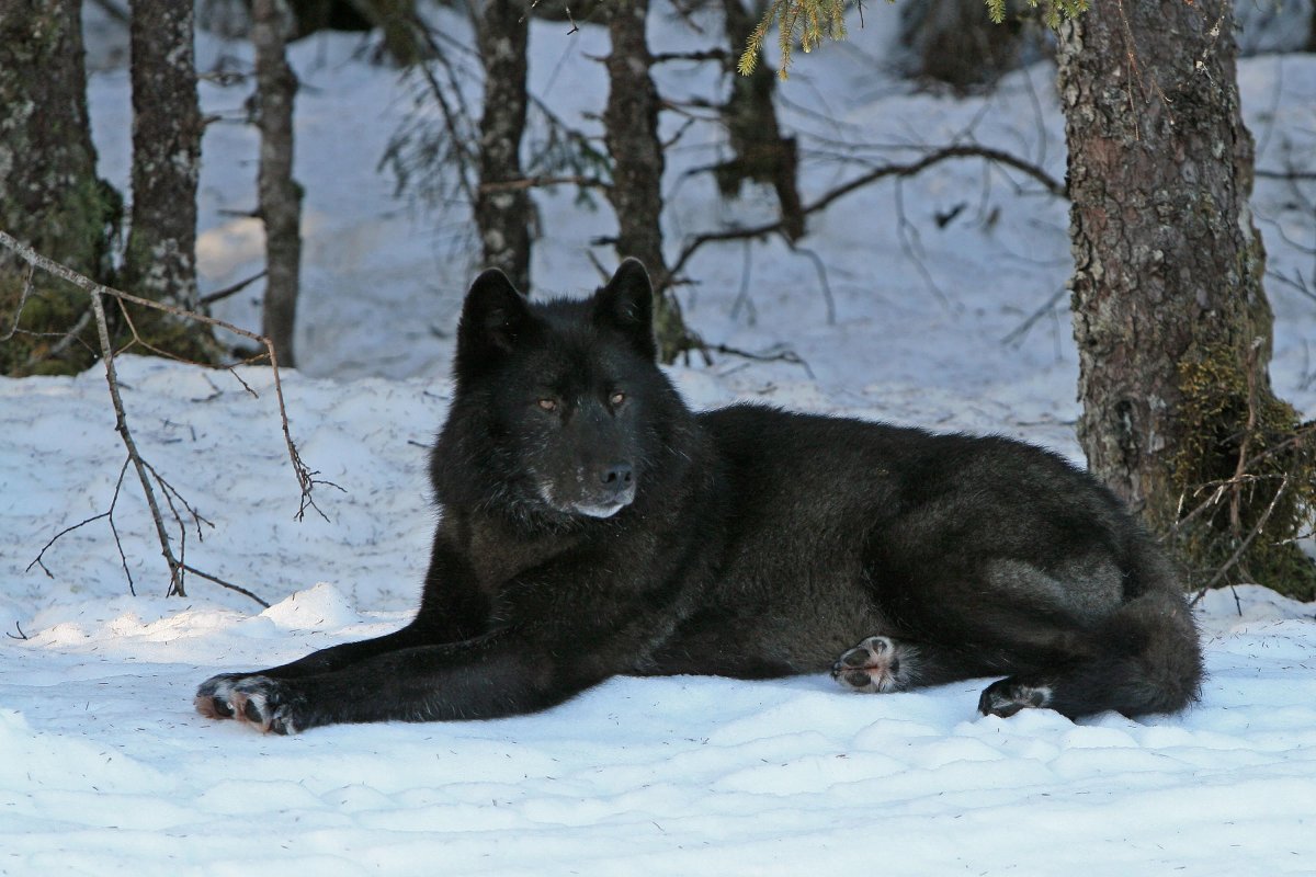 Пик воющий волк Канада