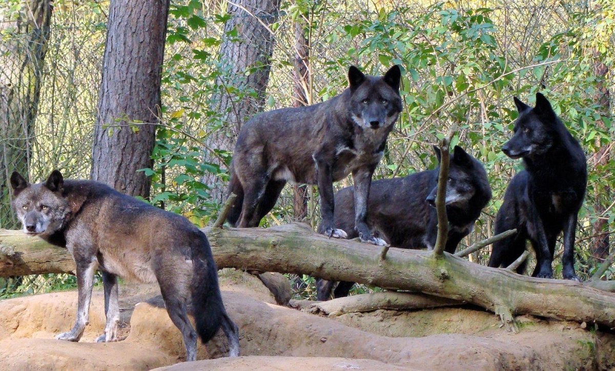 Большая стая Волков