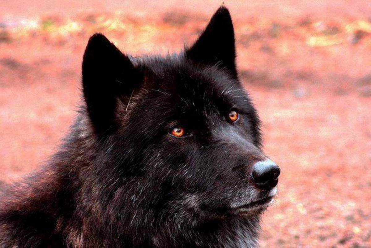 Бурый канадский волк