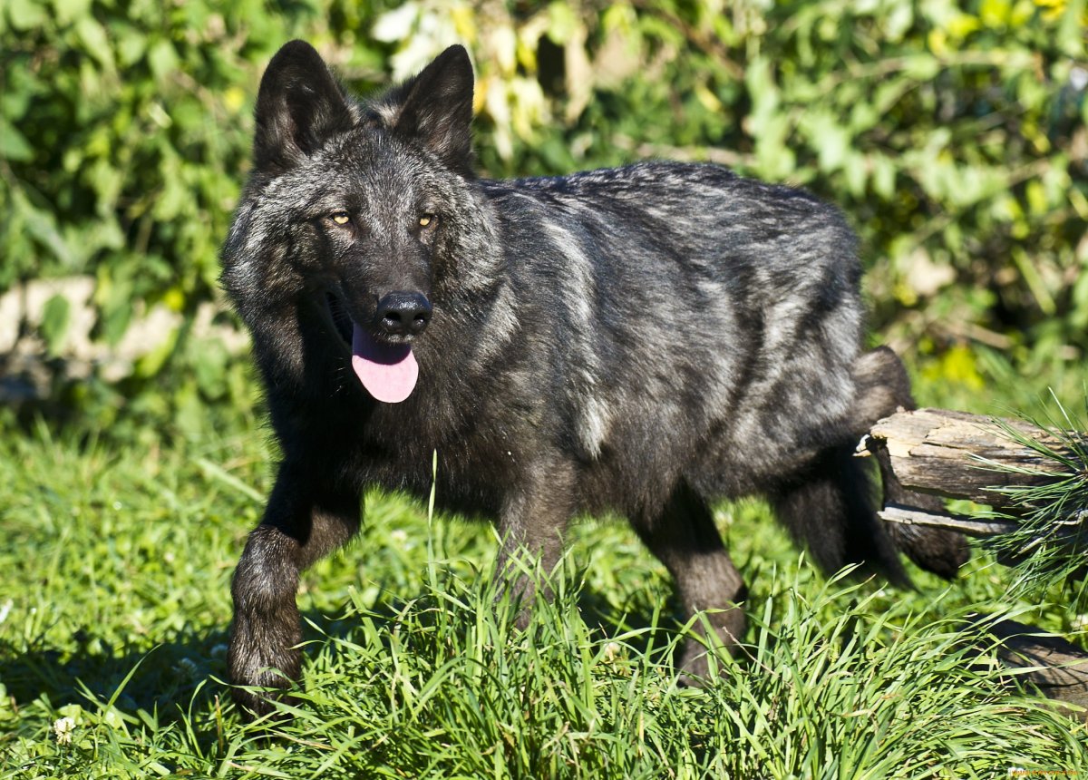 Волкособ черный