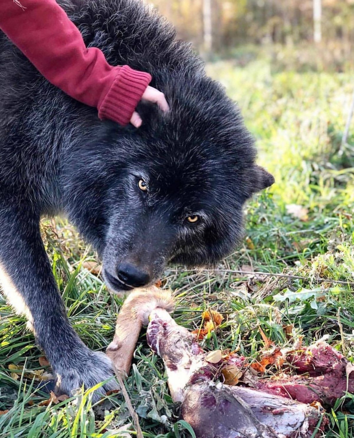 Черный канадский волк