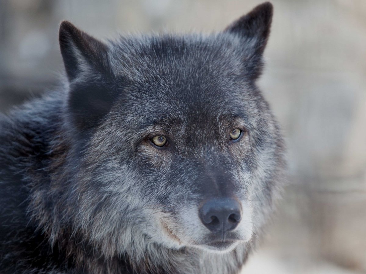 Волкособ Акелла