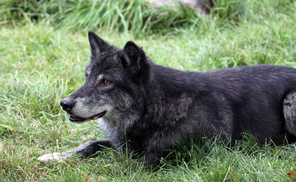 Волкособ канадский черный волк