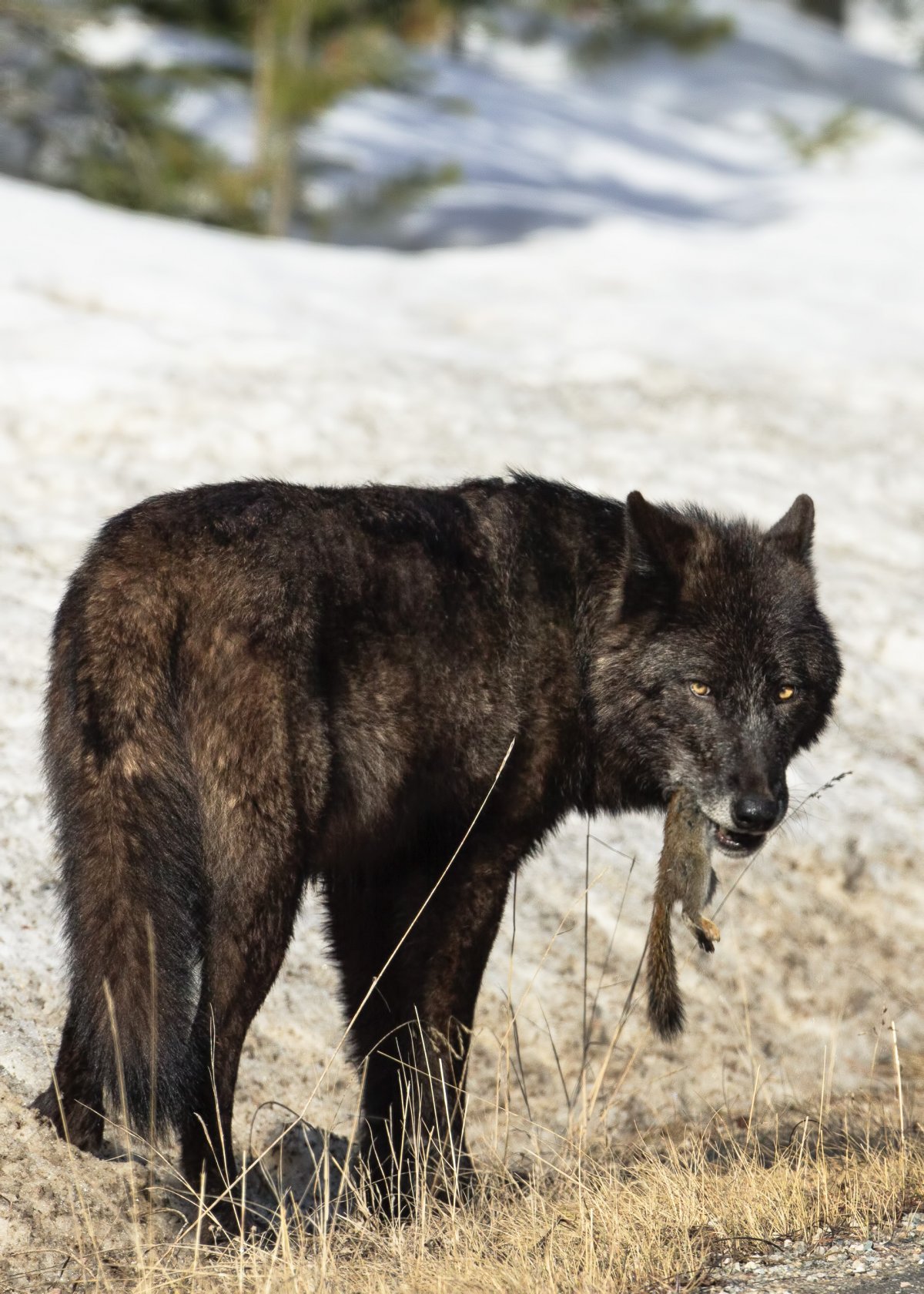 Черная волчица со щенками