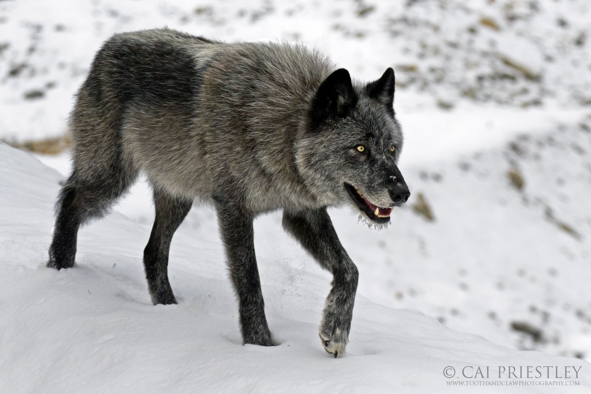Канадский черный Бизоний волк