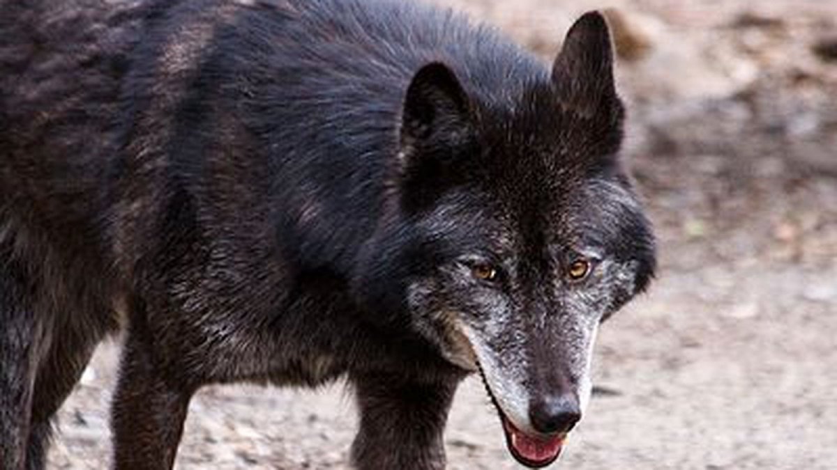 Волк Канис Люпус