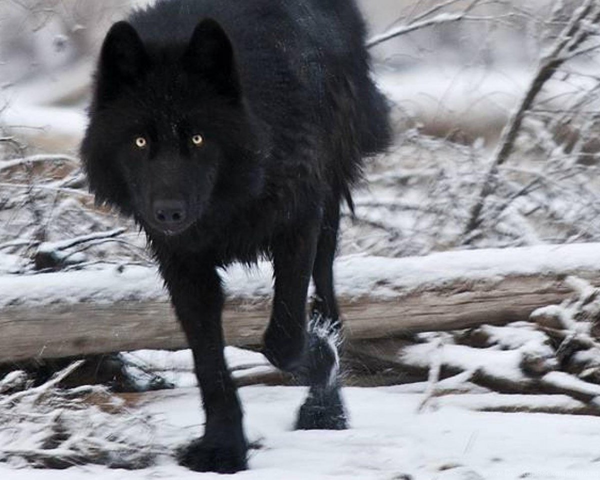 Флоридский чёрный волк