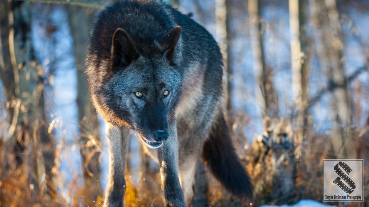 Канадский волк