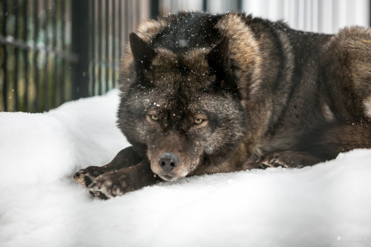 Канадский черный Бизоний волк