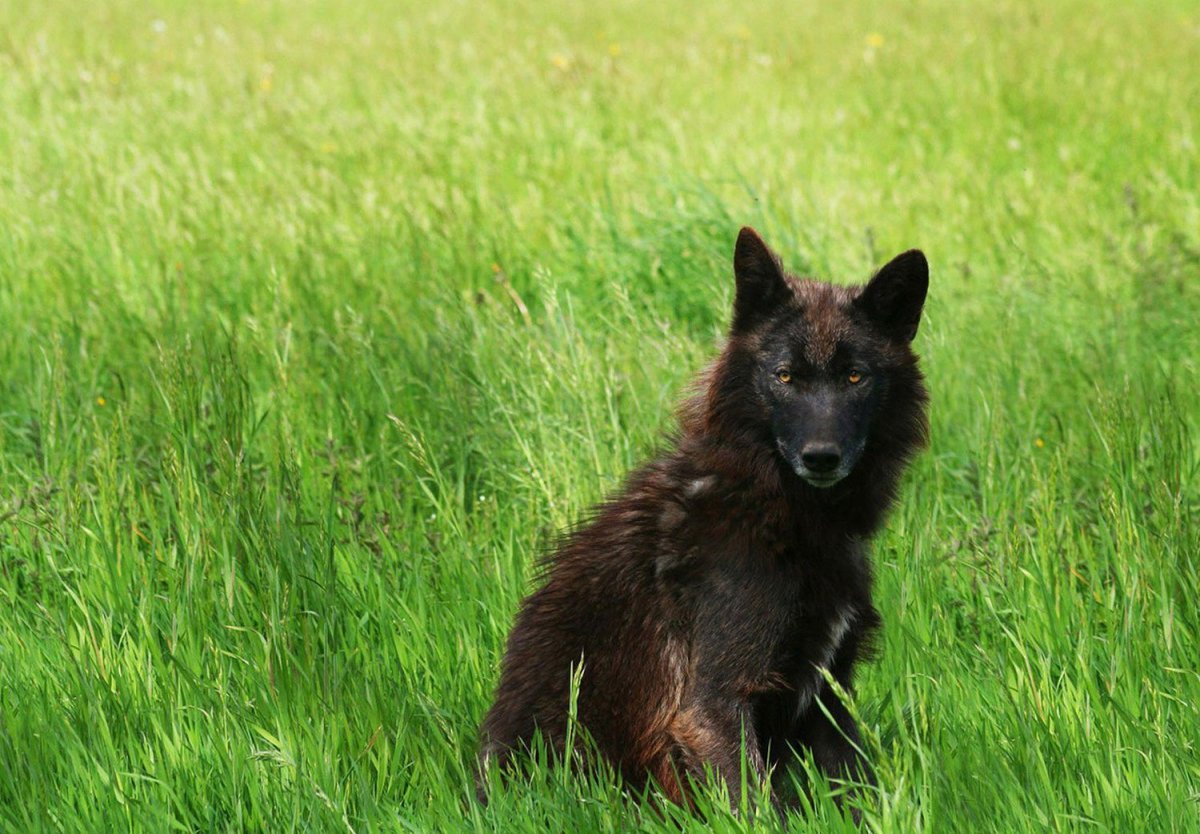 Волкособ Юки