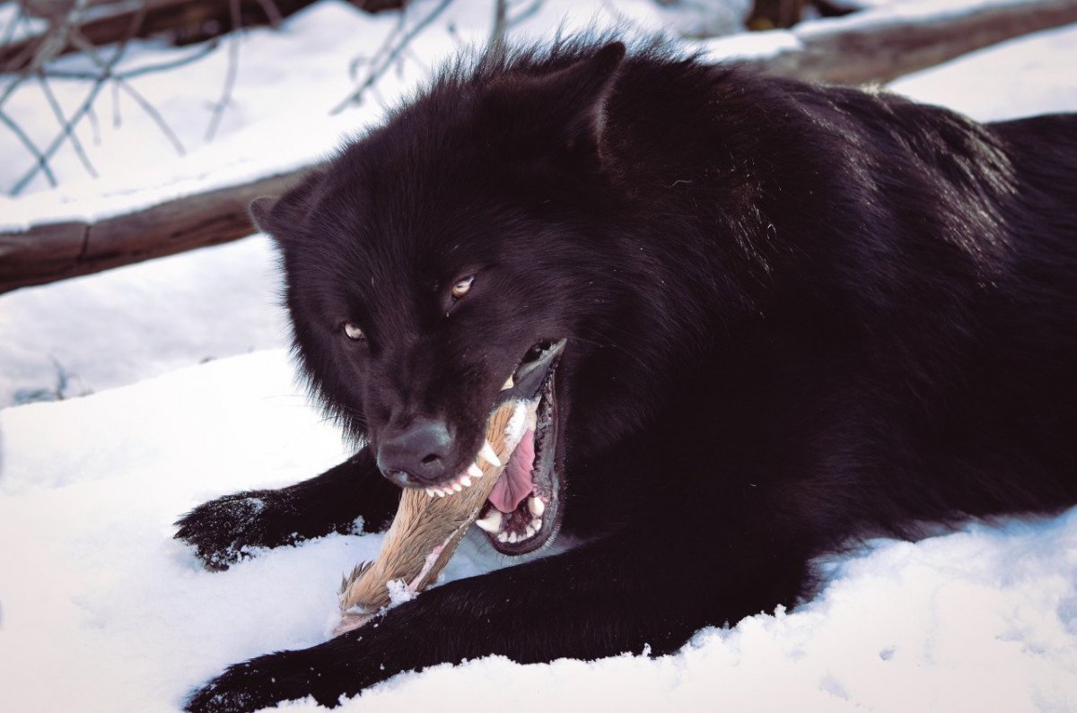 Волкособ черный оскал