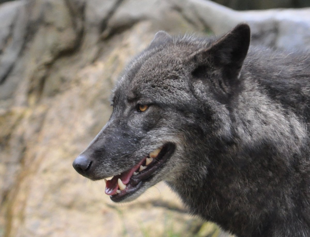 Волкособ канадский черный волк