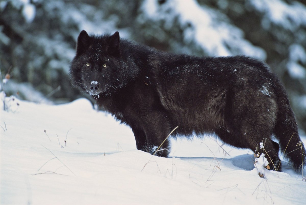 Канадский Бизоний волк