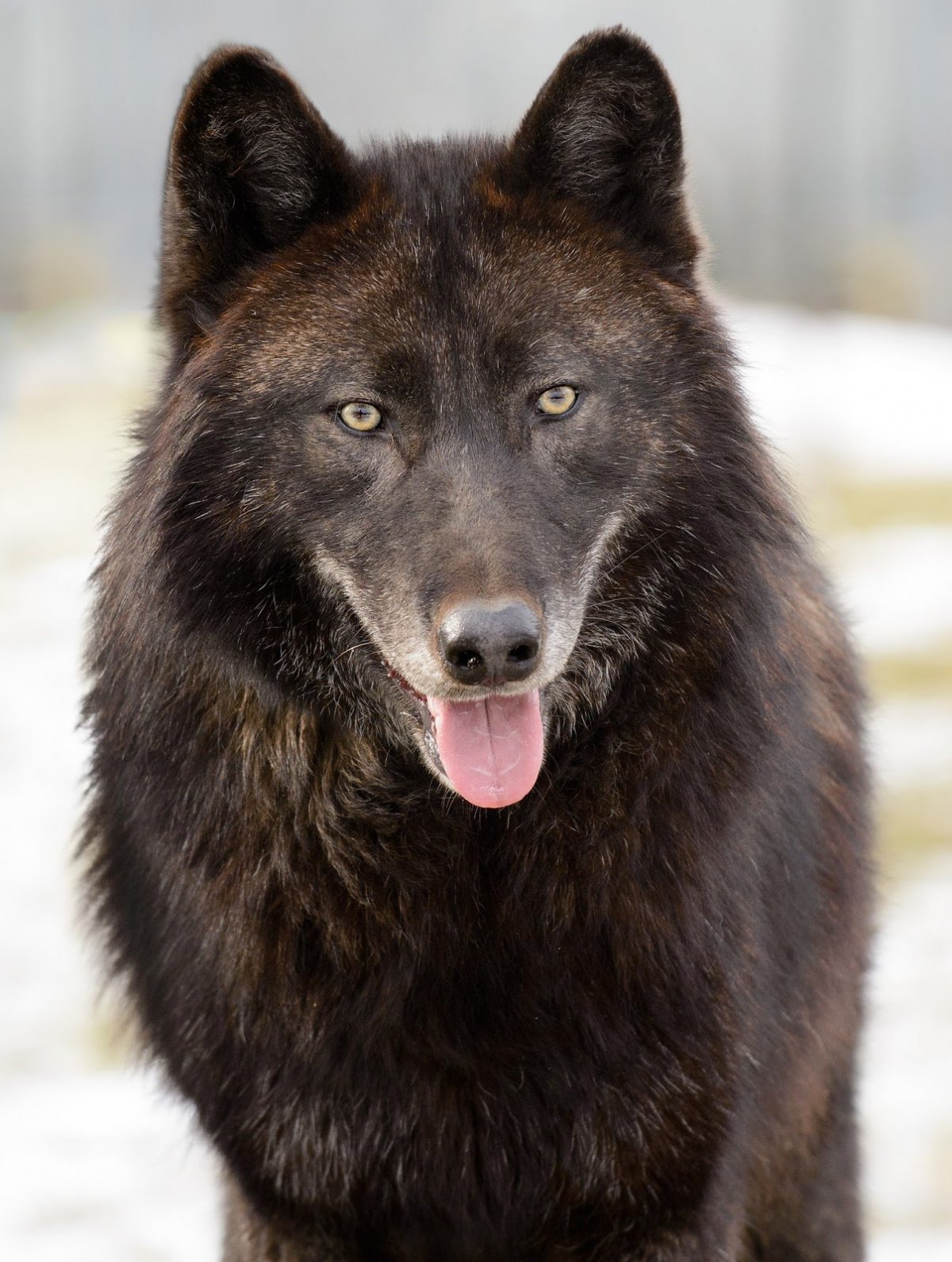 Дикий канадский чёрный волк