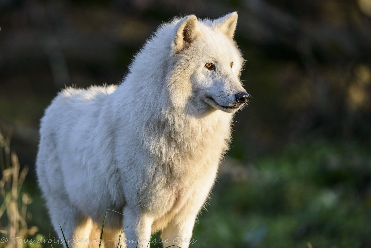 Самый большой канадский волк
