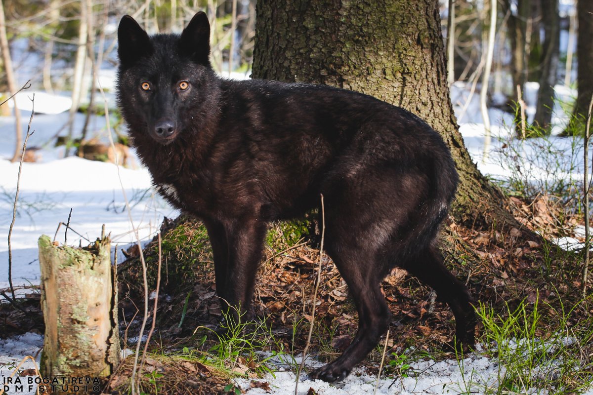Карпатский волк черный