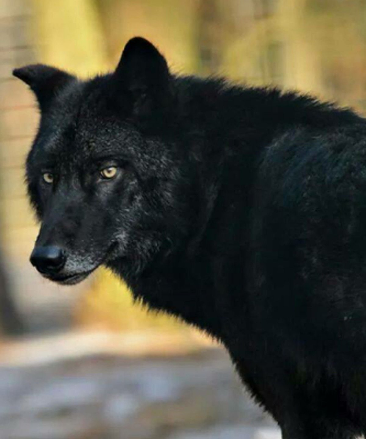 Черный волк