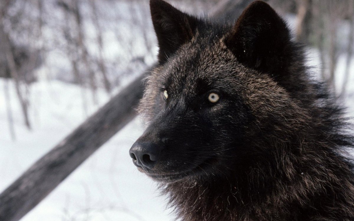 Черный канадский волк