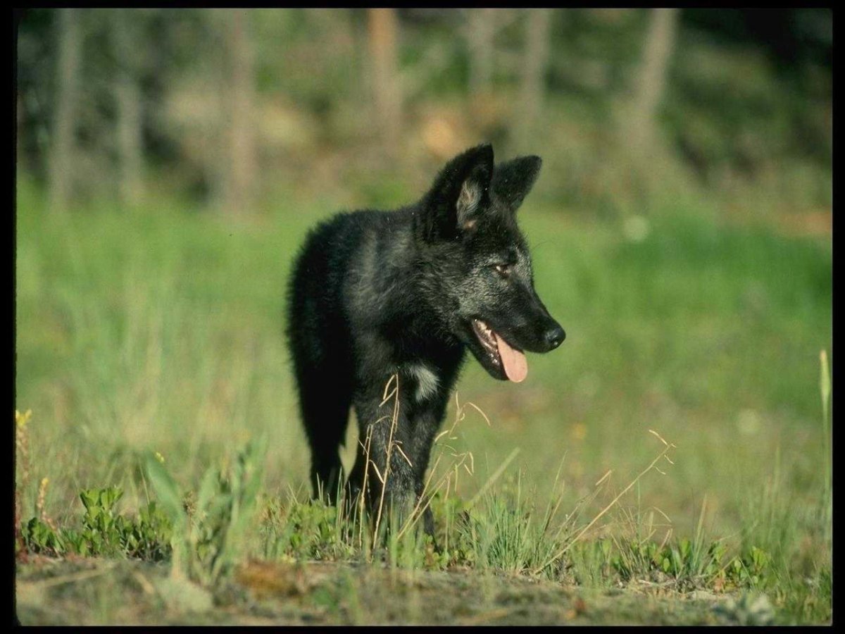 Волкособ Вульф черный