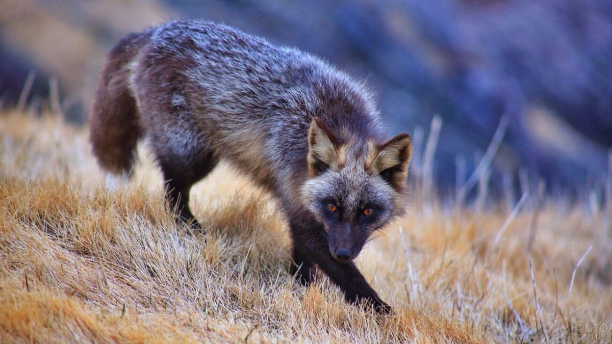 Чернобурая лиса