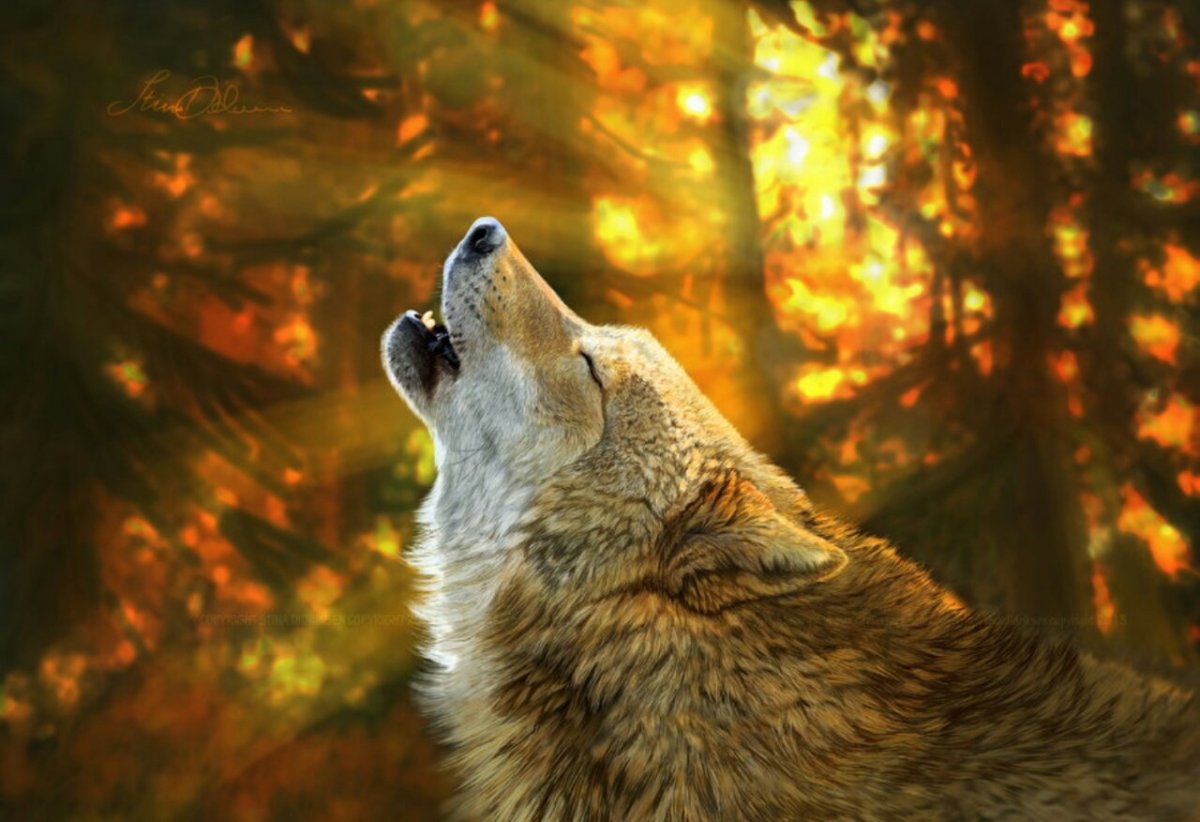 Волк осень