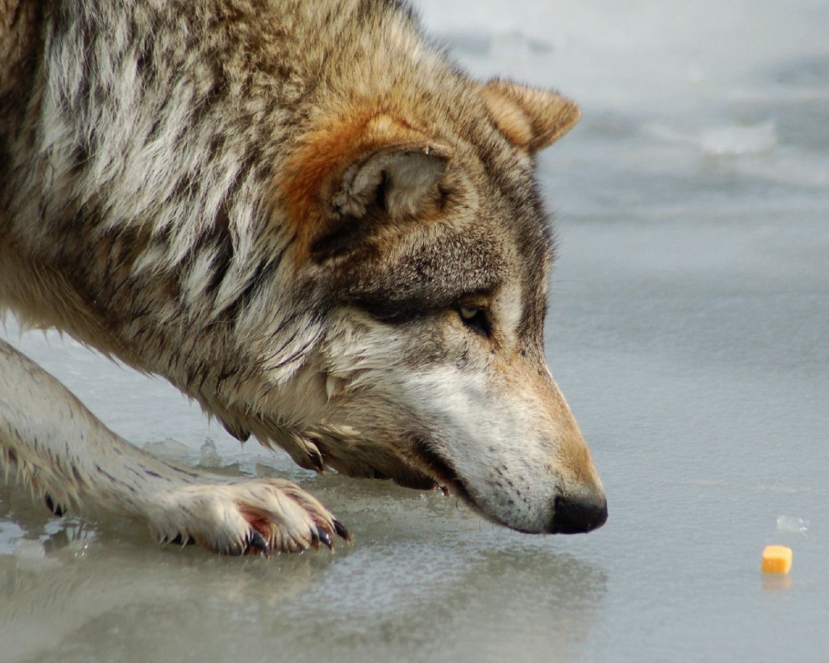 Волки свободные звери