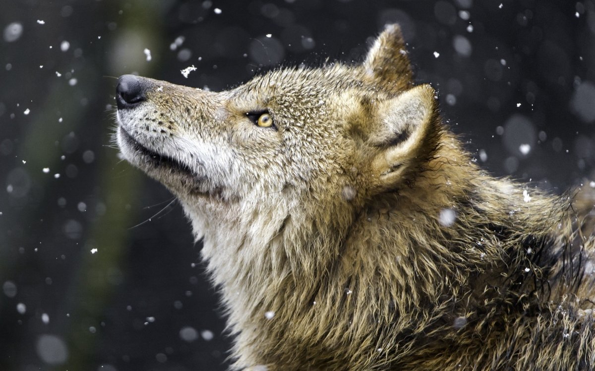 Волк уходит