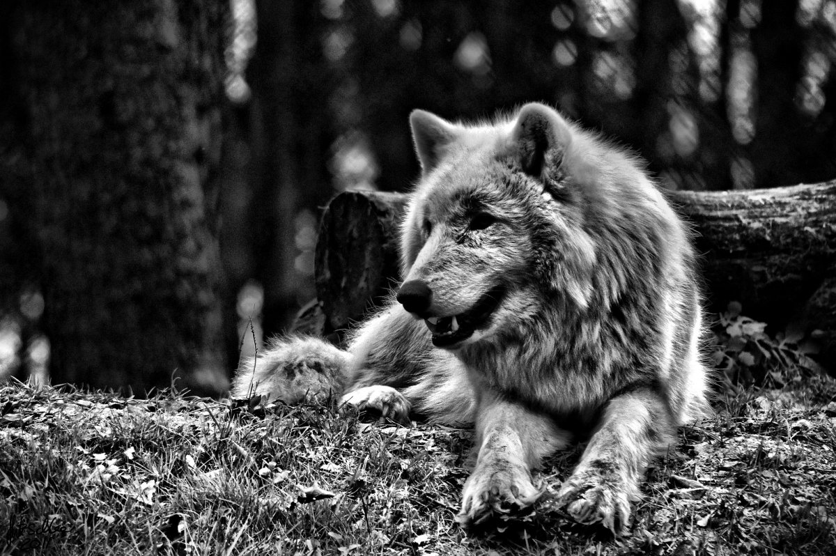 Волк в лесу