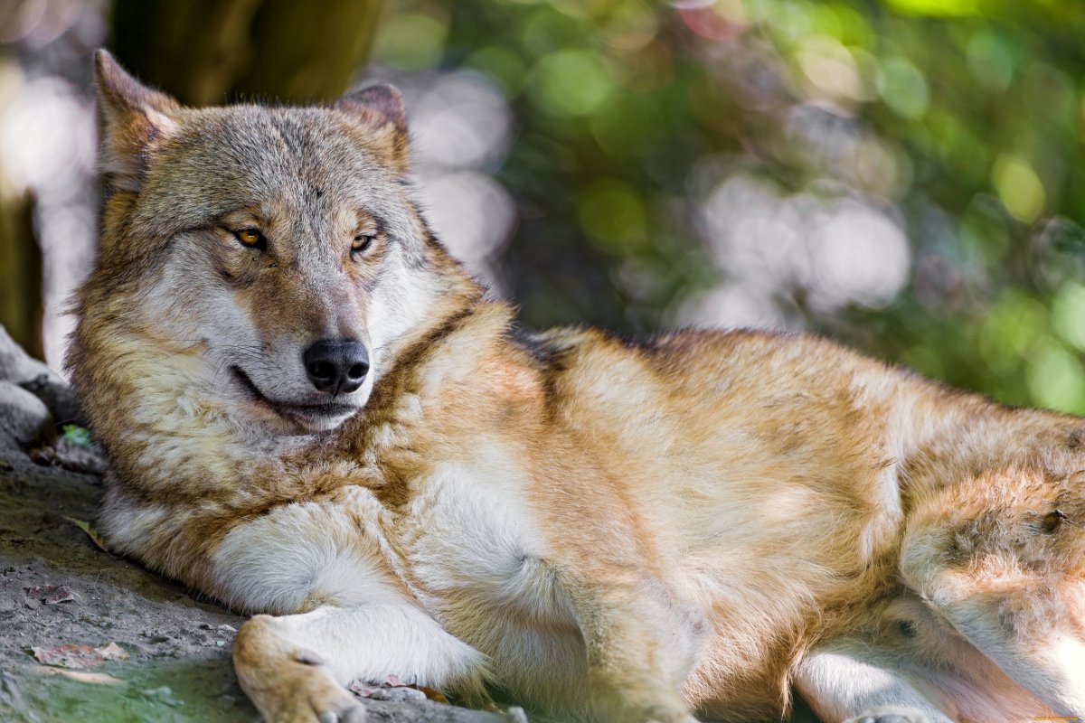 Спящий волк