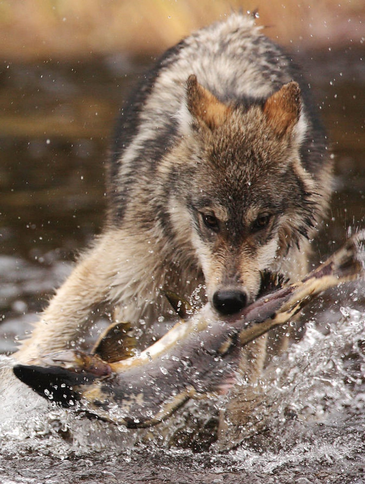 Одинокий Волчонок