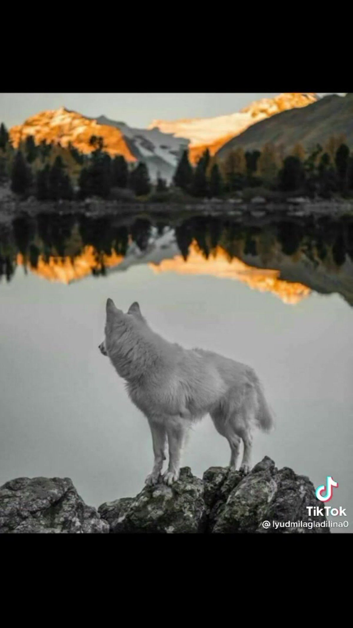 Одинокие волки