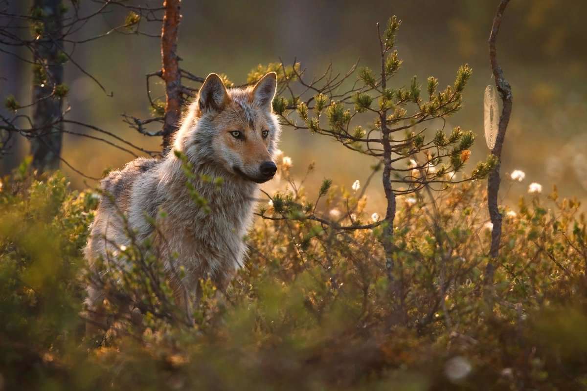 Красивый волк