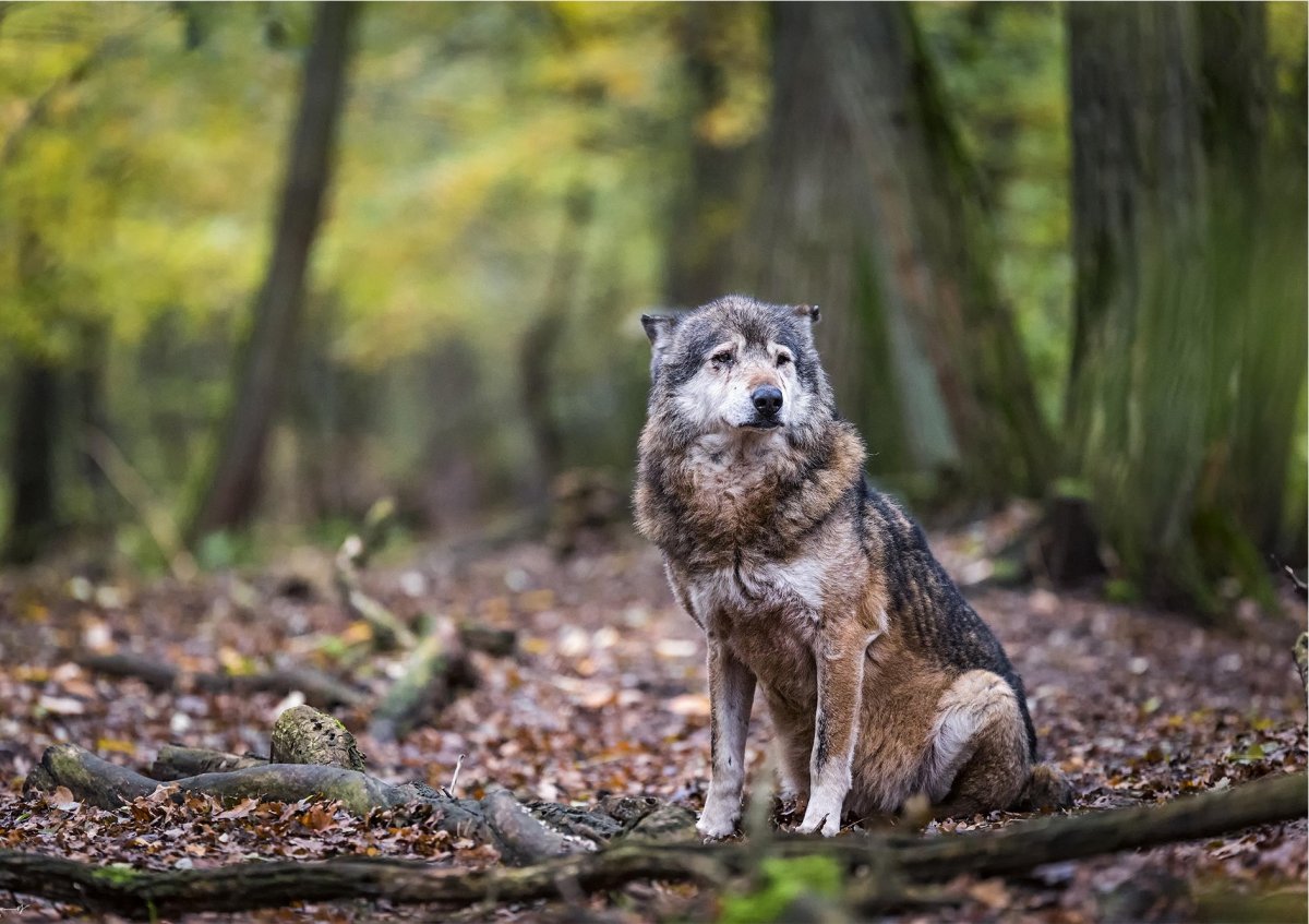 Волк в лесу