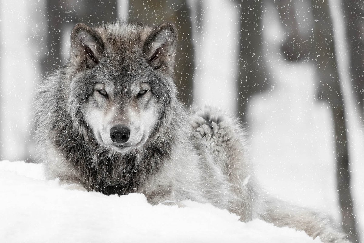 Фото Волков