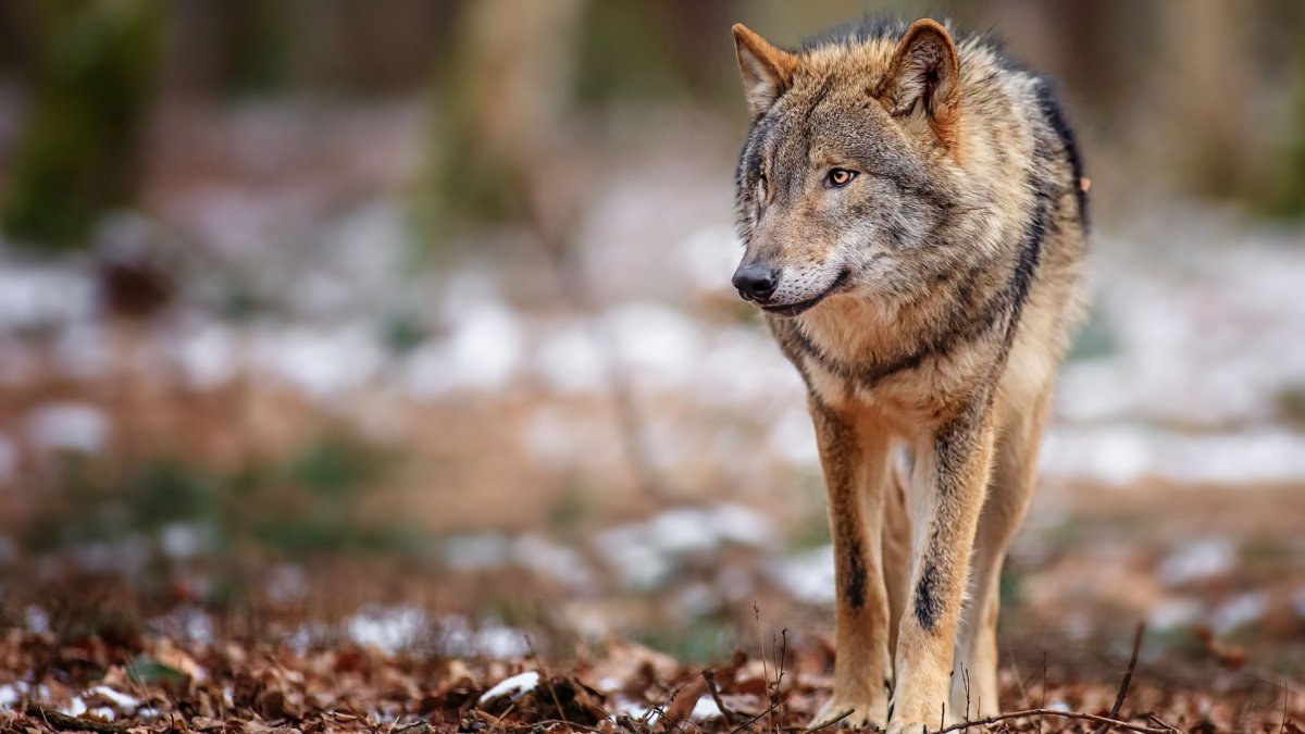 Рыжий волк фото