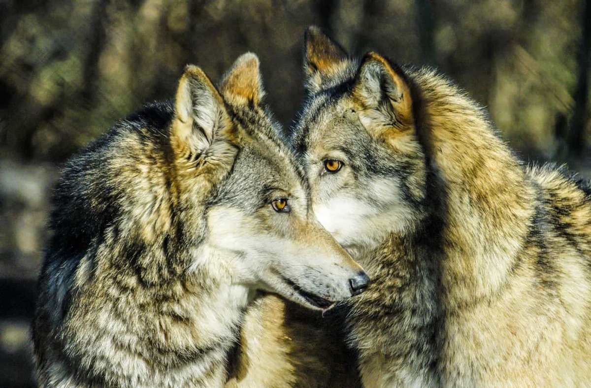 Картинки на рабочий стол волки