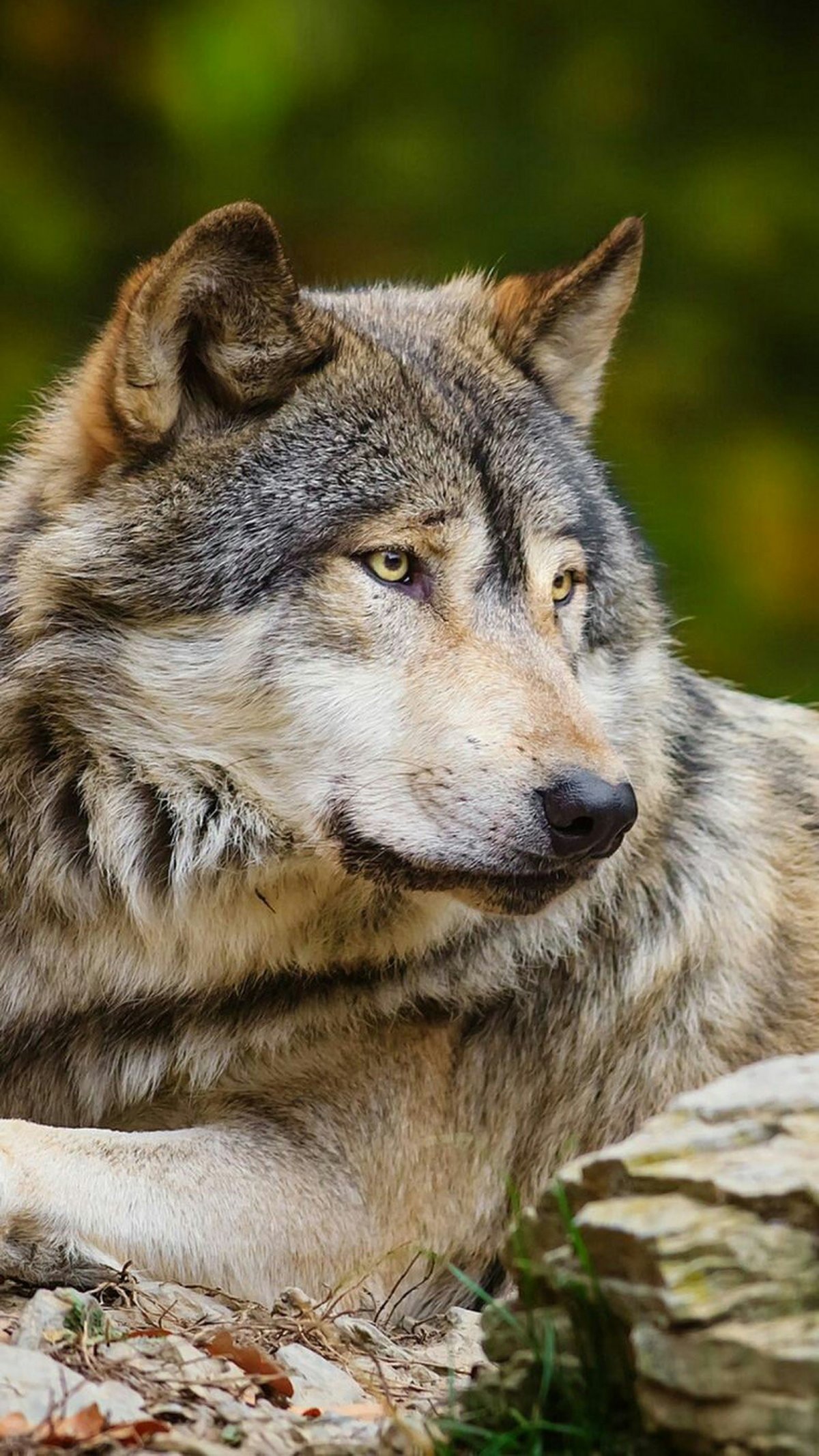 Красивый волк