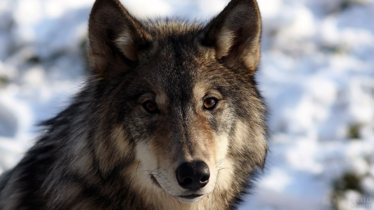 Очковый волк