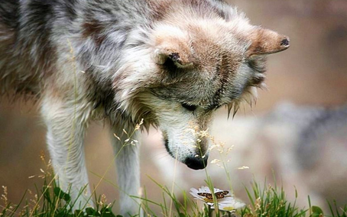 Волк нюхает