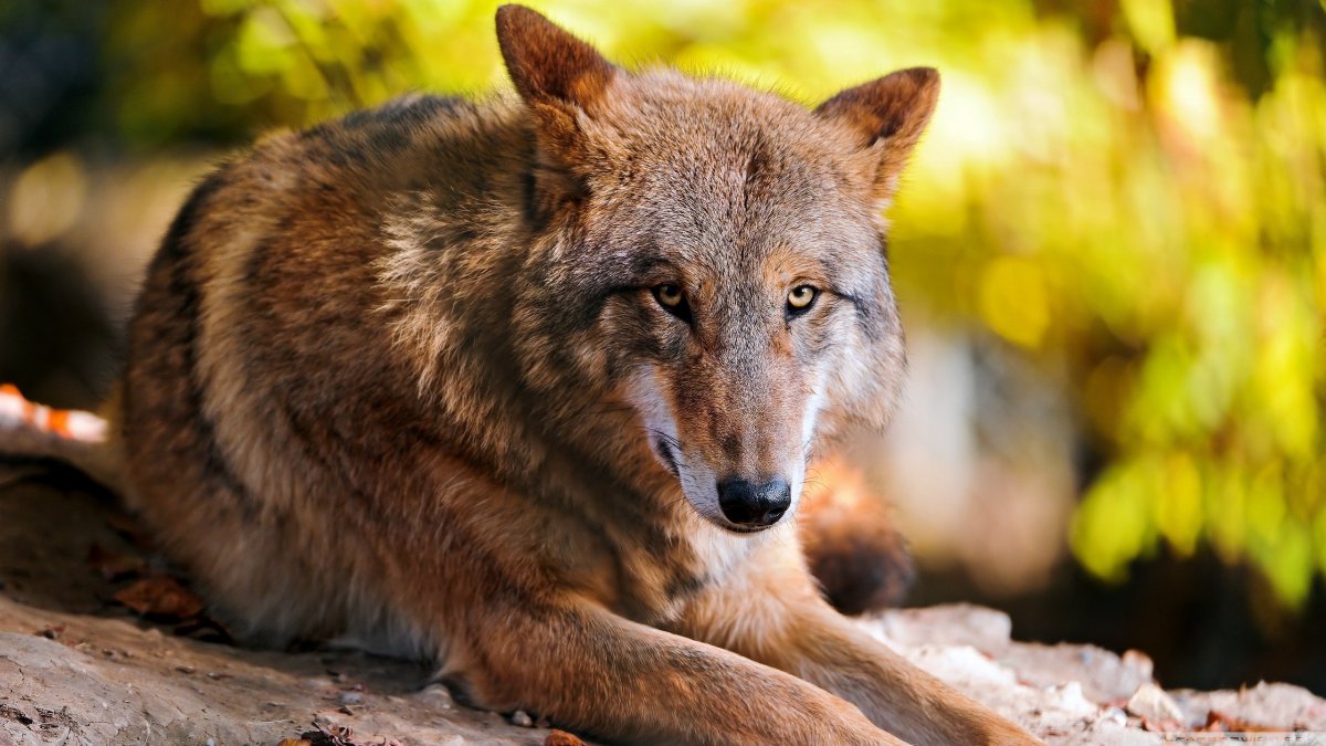 Волк одиночка