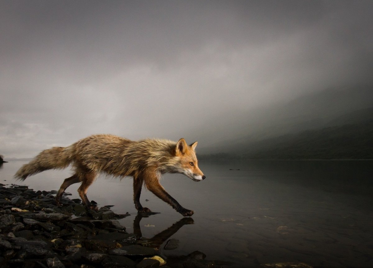 Лисица в тумане