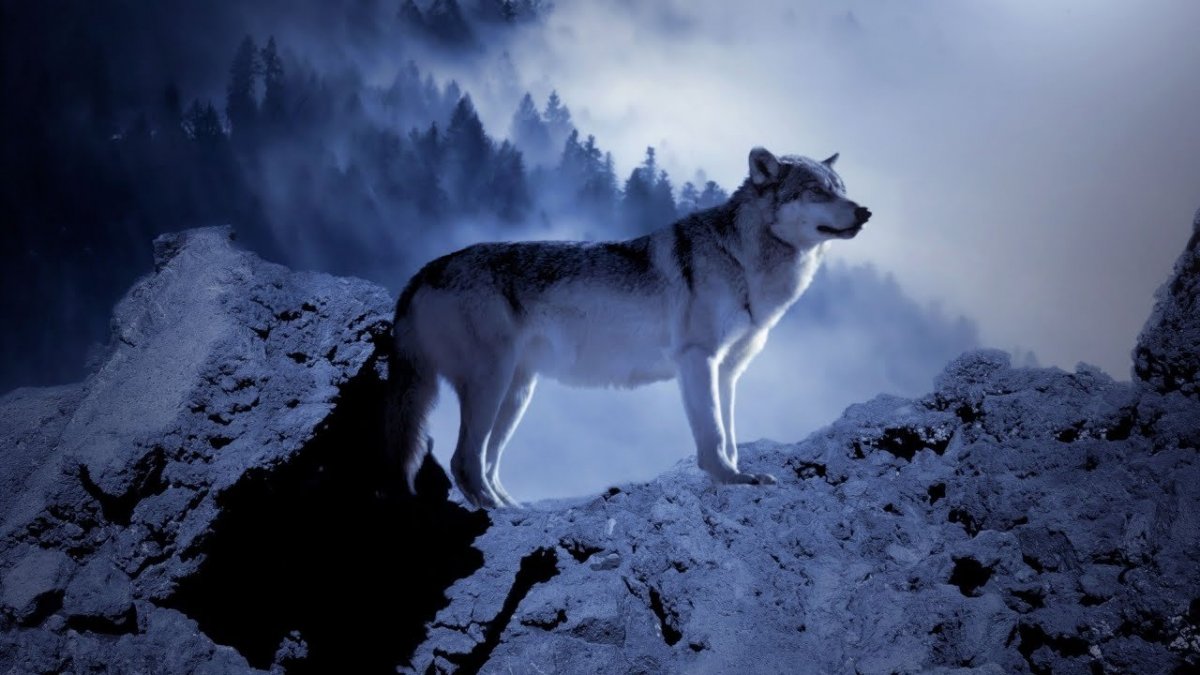 Волкособ Локи