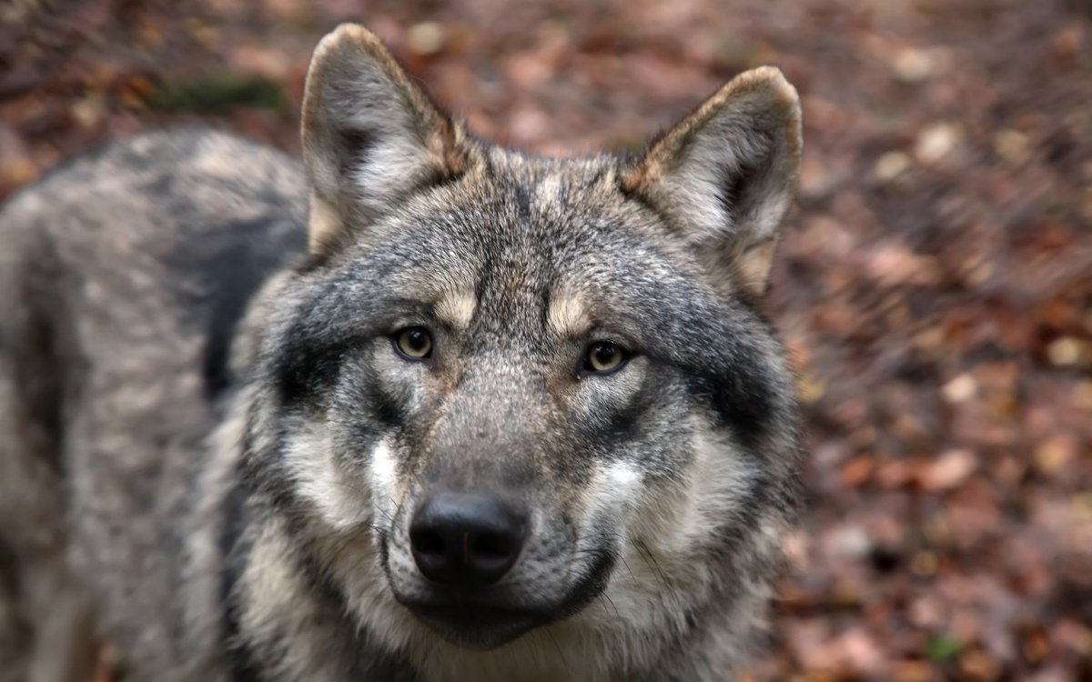 Волк в лесу