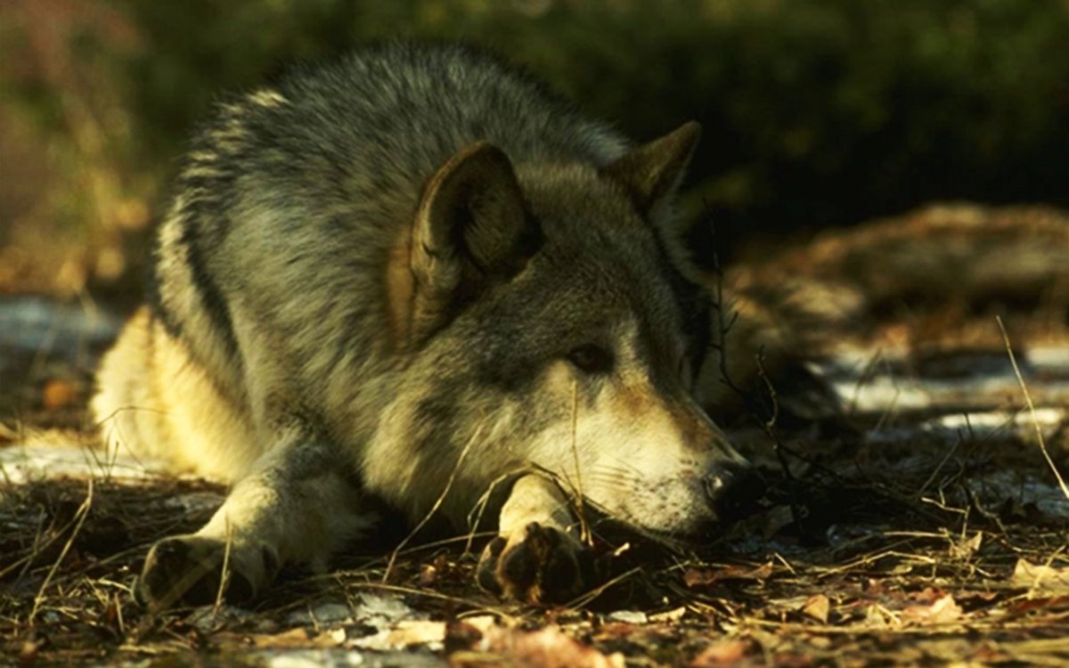 Красивые статусы с волками