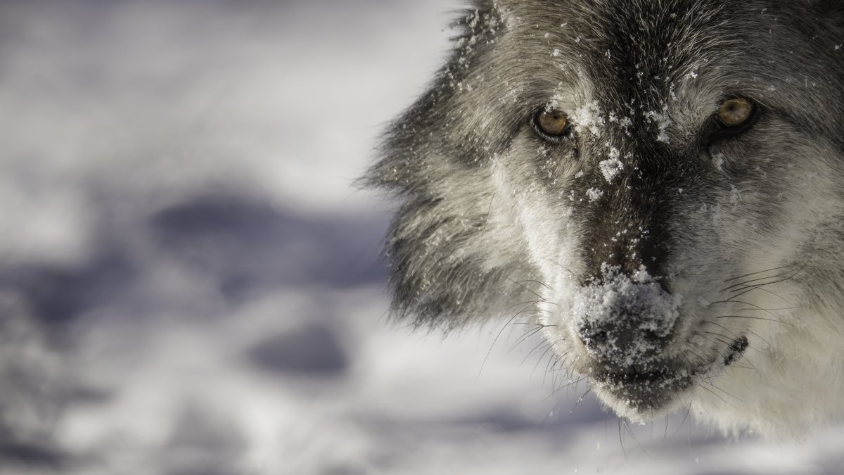 Волк тумблер