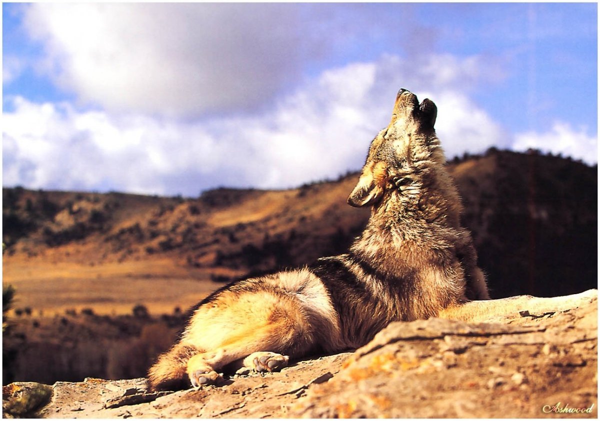 Волк с розой